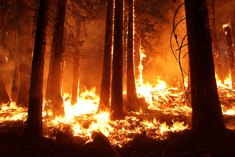 wildfire burns through forestland at night