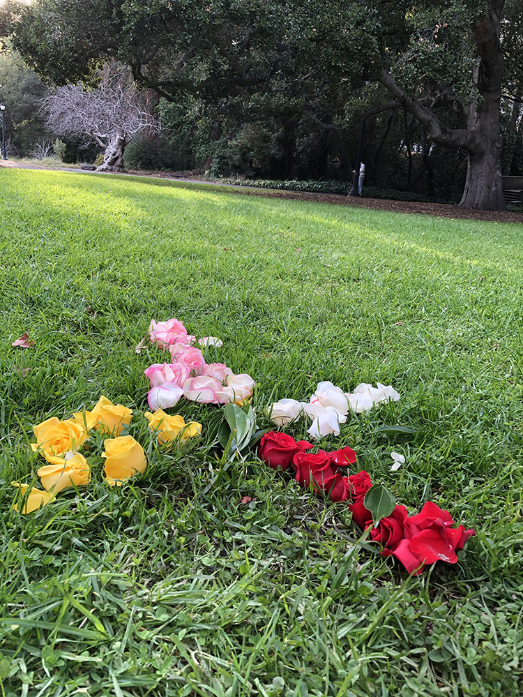 flowers on the ground