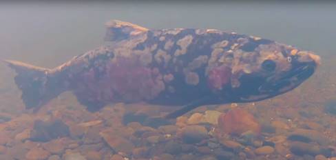 A salmon covered in white and red splotches from fungus.