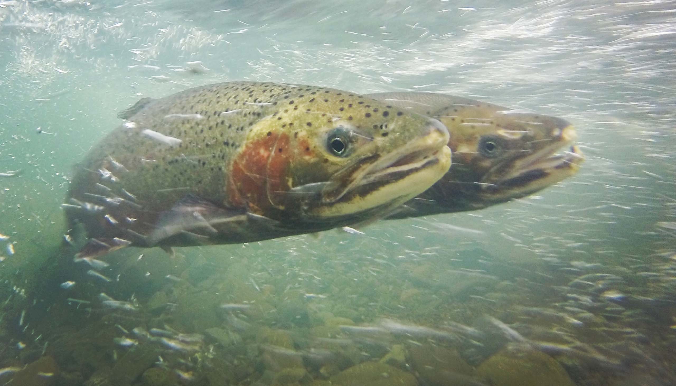 Two steelhead trout swim within the bubbling waters of a flowing stream.